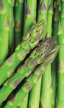 JGBOS Sell 50 Asparagus Seeds Mary Washington Asparagus Asparagus Officinalis - £6.95 GBP