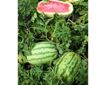 LKS Watermelon Seeds Picnic Jubilee 1.Gram Home Garden - $10.93
