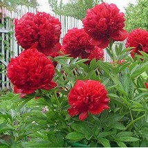 5 Seeds Mudanji Blackish Deep Red Peony Tree Seeds Big Blooms Double Petals Fres - $8.97