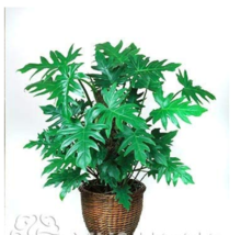 100 pcs Philodendron Bonsai, Vine Leaf, Indoor Plants Anti Radiation Absorb dust - £5.48 GBP