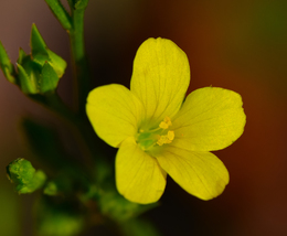 Grooved Yellow Flax 75 Seeds for Planting - Linum sulcatum - Prairie Wil... - $17.00