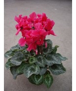 Cyclamen Flower, 100 Seeds - $14.19