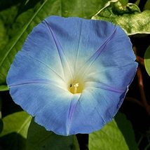 Morning Glory Seed, Blue Bonnet, 50 Seeds, Glowing Blue Season Long Blooms - £1.57 GBP