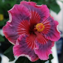 Fresh Me Oh My Oh Small Rooted Tropical Hibiscus Starter Plant Ships Bar... - £37.97 GBP