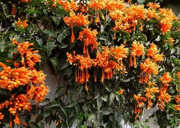 Florida Flame Phyrostegia Vine Small Rooted Starter Plant Hummingbird He... - £31.22 GBP