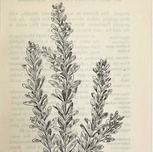 1905 St Andrews Cross Flower Print Pen &amp; Ink Lithograph Antique Art 6.75... - $19.99