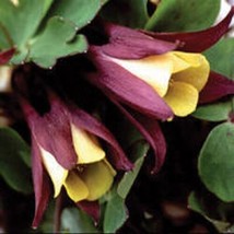 50 Oriental Columbine Aquilegia Flower Seeds Perennial - £13.49 GBP