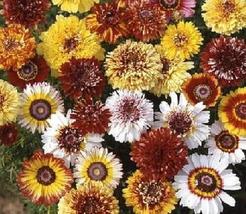 50 Seeds Chrysanthemum Dunnetti Double Mix Annual Seeds - £22.02 GBP