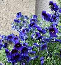 50 Organic Kew Blue Painted Tongue Salpiglossis Sinuata Trumpet Flower Seeds Fre - £11.76 GBP