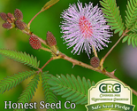 50 Seeds Sensitive Plant Touch Me Not Flower - £9.43 GBP
