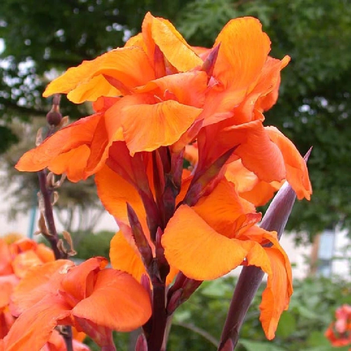 Canna Lily Orange WYOMING 3 Live Flower Plant Bulbs Purple Variegated Le... - $35.00
