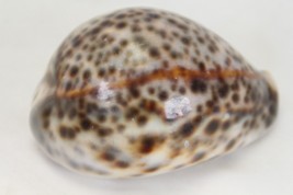 Vintage Cypraea Tigris Seashell 92mm 3.6&quot; Beautiful Tiger Cowrie C - £21.57 GBP