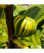 Panache Tiger Fig Plant - Ficus carica 2.5” pot size  - €46,37 EUR