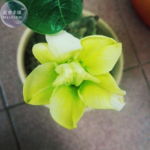 USA SELLER Adenium Green Flower Seeds 2 Seeds Single Petals Big Blooms Garden De - $10.32