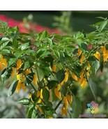 Fresh 25 Kitchen Minis Hot Lemon Zest Pepper Seeds for Garden - $15.38 CAD