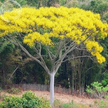 New Fresh Schizolobium Parahyba Yellow Jacaranda Giant Brazilian Fire Fe... - $3.89