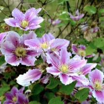 Rainbow Clematis 300 PCS Seeds - $10.63