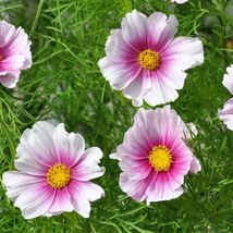 100 Ct Cosmos Daydream Seeds Flower USA - £9.87 GBP