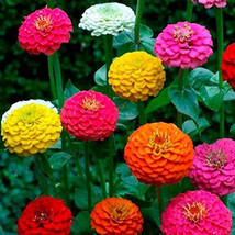 Zinnia California Giant Mix Seeds 100 Flower Colorful Blooms Fresh Seeds Fast Sh - $9.75