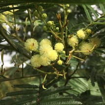 New Seeds 20 Tropical Seeds Late Black Wattle Tree Acaia Mearnsii - £14.45 GBP