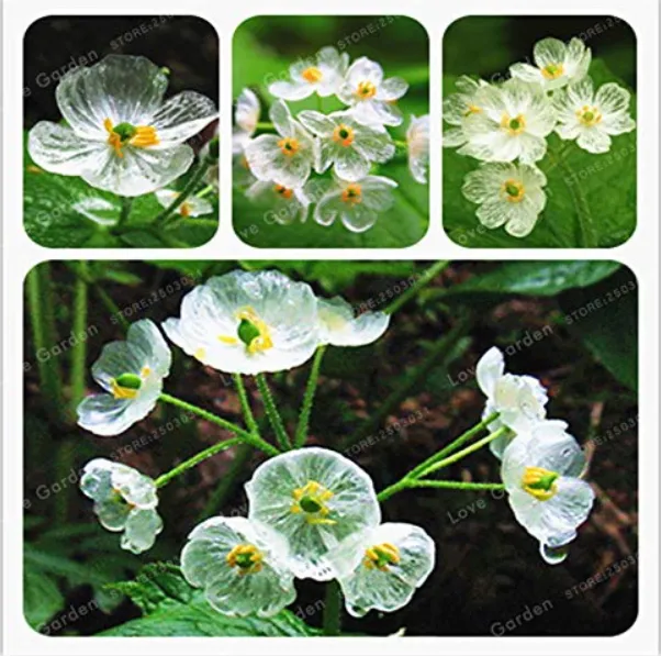 Fresh Skeleton Flowers Bonsai 5 Pcs Diphylleia Grayi Exotic Plant Water - £6.14 GBP