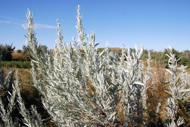 100 seeds Silver Sagebrush Artemisia Cana Dwarf Sagebrush Wormwood Herb ... - $8.58