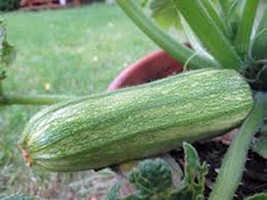 Squash Seeds,Squash, Summer Cocozelle, Heirloom, Organic, 100 Seeds, Non Gmo - £3.16 GBP