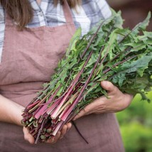 1000 seeds Red Stem Endive Italian Dandelion Speedy Green Thumb Delivery - £7.71 GBP