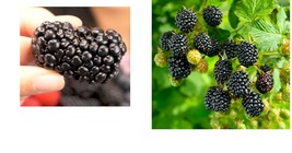 Big Daddy Thornless Blackberry Live Plants Outdoor Garden 3 Pack - £16.81 GBP