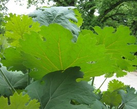 Macleaya Cordata (Plume Poppy) 100 seeds - £3.20 GBP