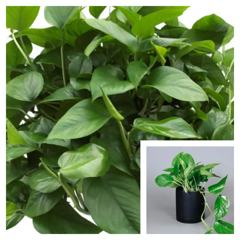 Pothos Green 4Inches Pot Epipremnum aureum pothos Jade green Pothos Gree... - $16.99