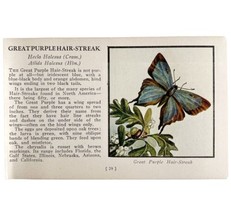Great Purple Hair Streak Butterfly 1934 Butterflies America Insect Art P... - £15.72 GBP