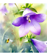 PSA Campanula Carpatica Tussock Bell Delicate Unique Blooms Fast Growing - $959.18 MXN