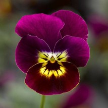 Viola 50 Penny Viola Tiger Face Fresh Seeds USA Seller - £11.70 GBP