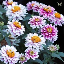 Seeds USA Seller 100 Zahara Double Raspberry Ripple Zinnia Seeds - $10.96