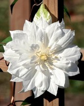 25 Double White Clematis Seeds Climbing Perennial Plumeria Bloom Seed 713  - $8.39