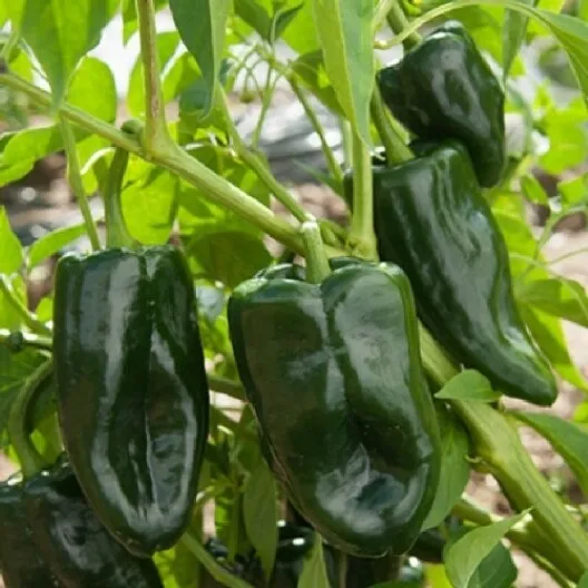 Fresh New 50+ Seeds Ancho Poblano Chili Pepper Fresh Seeds - £7.20 GBP