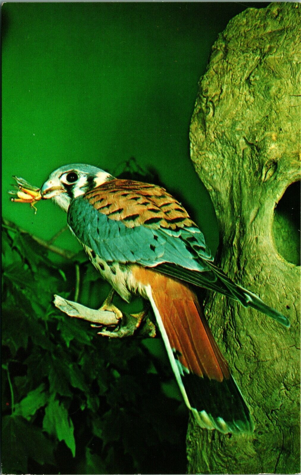 Peebles OH Ohio Historical Society Sparrow Hawk Serpent Mound Chrome Postcard  Item image 2