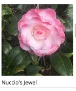 Nuccios Jewel Bicolor Bloom Camellia Japonica Live Starter Plant Beautif... - $45.98