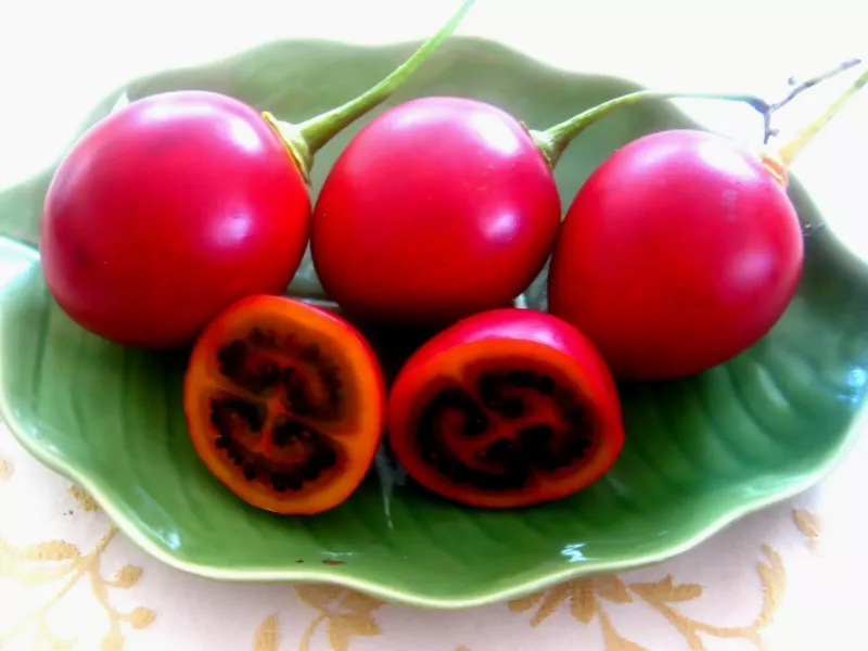 20 Seeds Tamarillo Tree Tomato Plant Heirloom Seeds Fast Flourish - £8.20 GBP