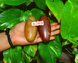 3.25&quot;3.25&quot; Shiva Lingam Stone Narmada River India Simple &amp; Pure Lingam~I-5821 - $51.10