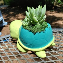 Turtle Planter & Live Succulent, 5" Blue Green Ceramic Tortoise Pot, Sedeveria image 8