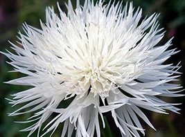 Bachelor Button, Tall White Seeds, Organic, 100 Seeds, Beautiful White C... - £4.74 GBP
