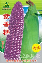 100G Seeds Purple Glutinous Maize Corn Seeds Organic Tasty Crops Garden ... - $23.50