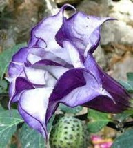 Datura Aka Purple Metal Moonflower 15 Seeds Devils Trumpet  Night Bloomer - £5.69 GBP