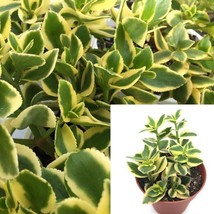 Crassula Sarmentosa 4inches Pot Showy Trailing Jade Variegated Live Plant - £10.44 GBP