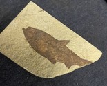 Diplomystus dentatus  • 4” Fossil Fish - $24.75