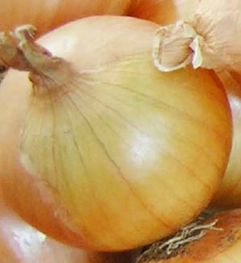TKBONStore Onion Texas Early Grano Allium Short Day Vegetable 200 Seeds - £7.66 GBP