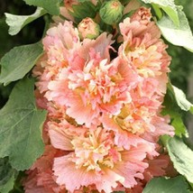 25 pcs Spring Apricot Hollyhock Seed Perennial Flower Seed Flowers - $13.32