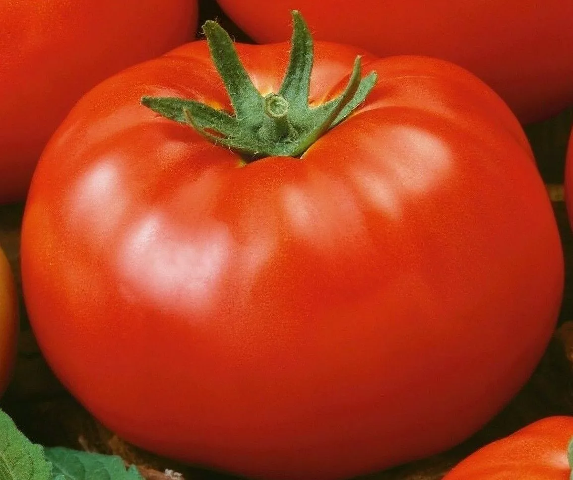 HGBO 50 Red Brandywine Tomato Seeds Indeterminate Vegetable Garden Bulk ... - $8.72